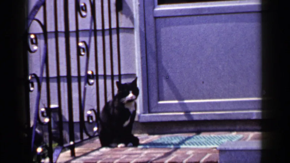 The cat turns more toward the camera on the brick porch, with the decorative iron gate and blue-toned door still visible.
