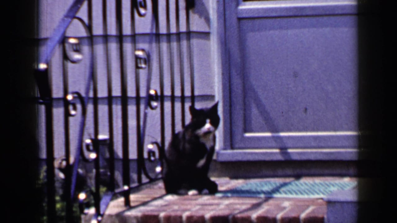 Black and white cat sitting on a brick porch beside wrought iron railings.