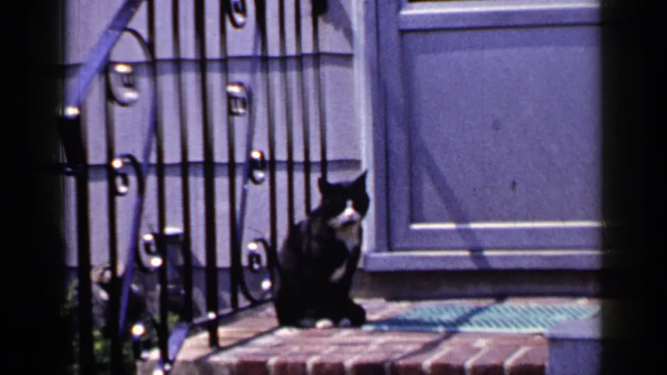 Black and white cat sits on a brick porch step outside a Long Island home in 1965 footage.