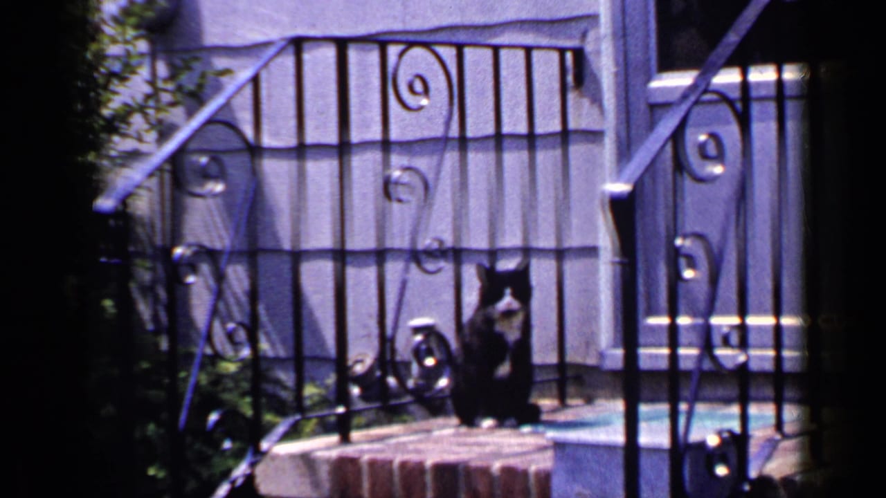 Cat seated near iron porch railings in front of a house door.