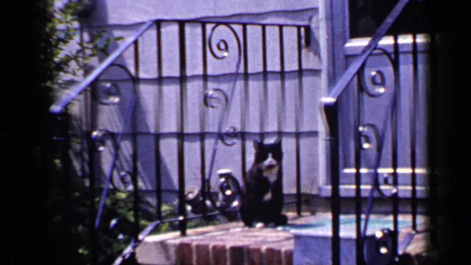 A black and white cat remains seated by ornate railings on a sunlit Long Island porch in 1965.