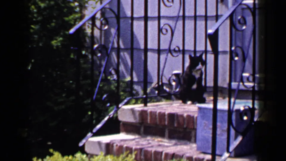 A black and white cat sits quietly on brick steps beside railings and shrubs in Long Island, New York, 1965 footage.