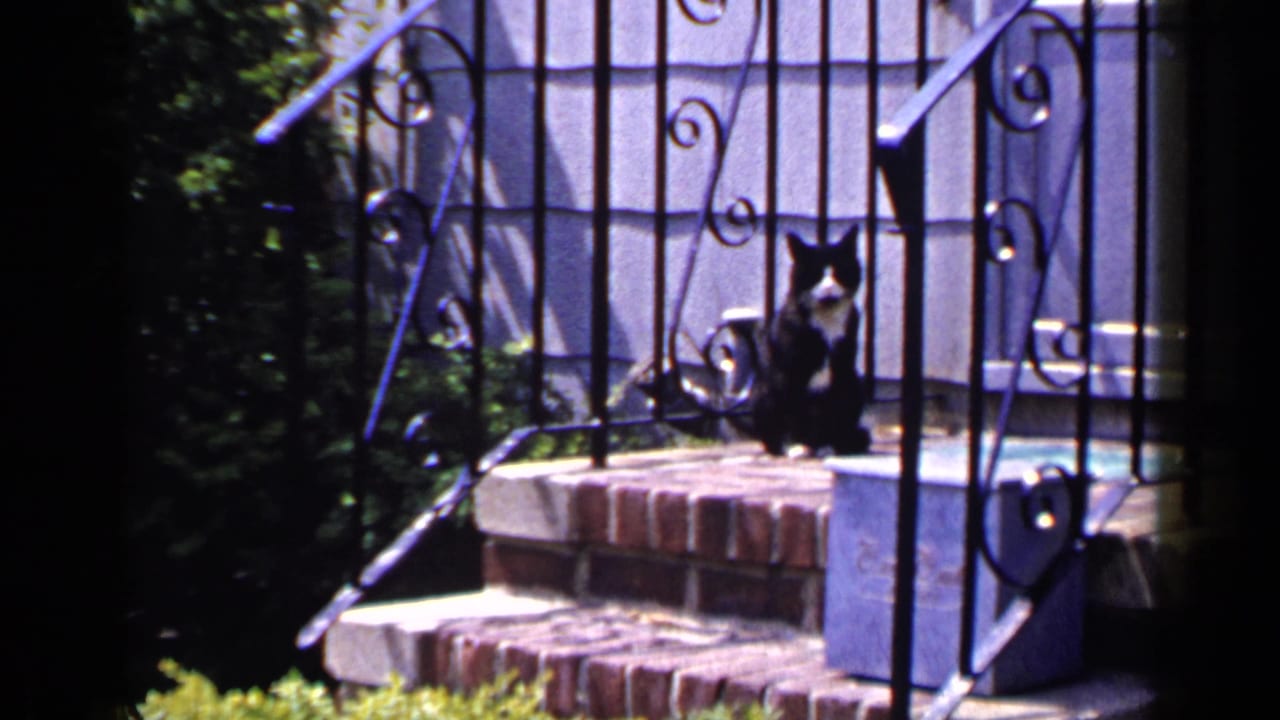 Black and white cat sitting on a brick porch step beside black wrought iron railings.
