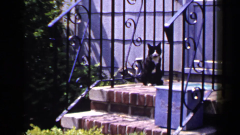 Black and white cat sits alert on a brick porch step at a Long Island residential entrance in 1965 home-movie footage.