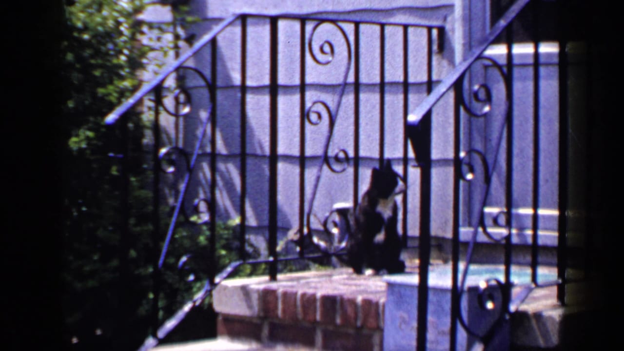 Black and white cat seated near the porch railings with brick steps in sunlight.