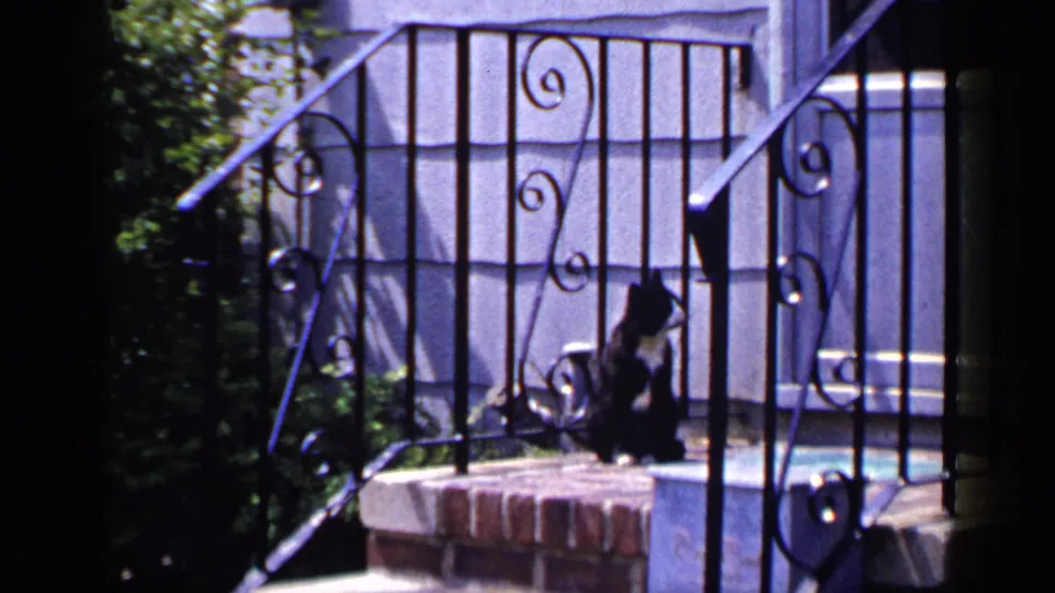 The cat remains seated near ornate black railings on the sunlit brick porch in 1965 Long Island footage.