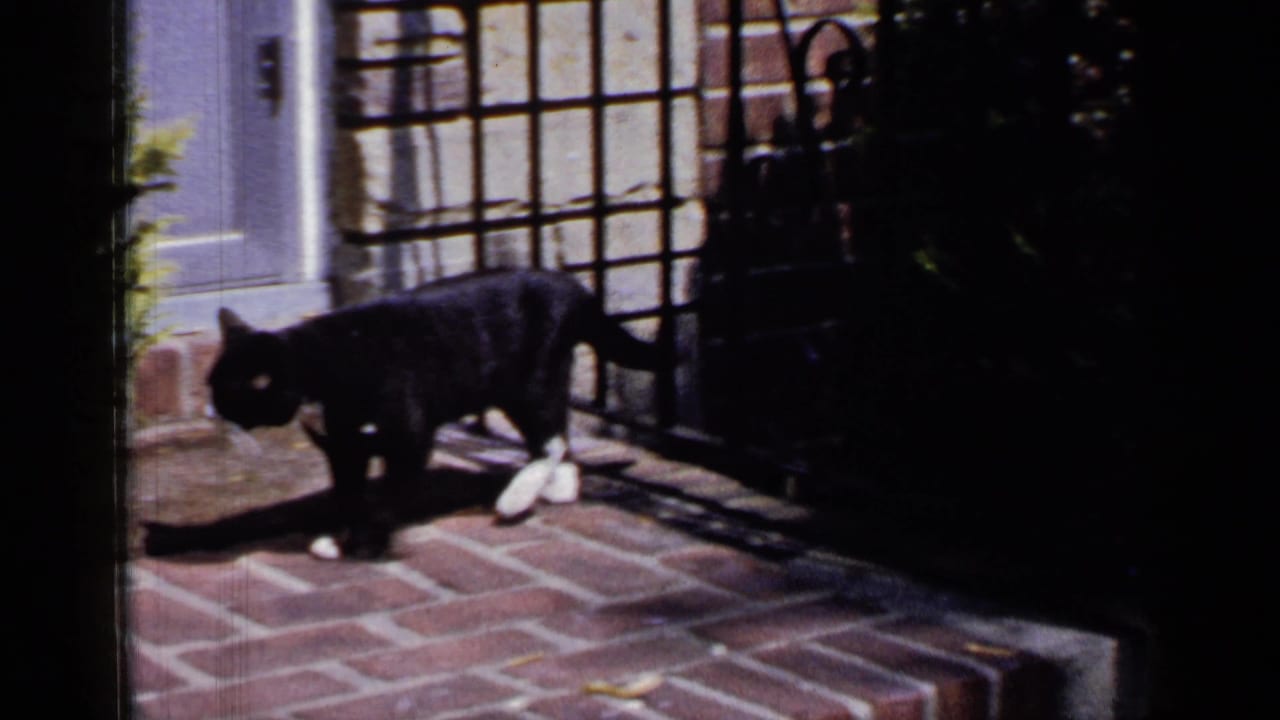 Black and white cat on a brick porch near a doorway and metal railing in 1965 Long Island home-movie footage.