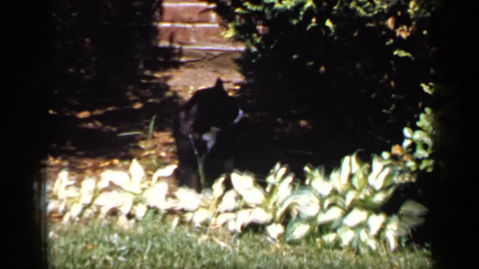 Black and white cat moves through a Long Island garden bed bordered by pale hosta plants and lawn.