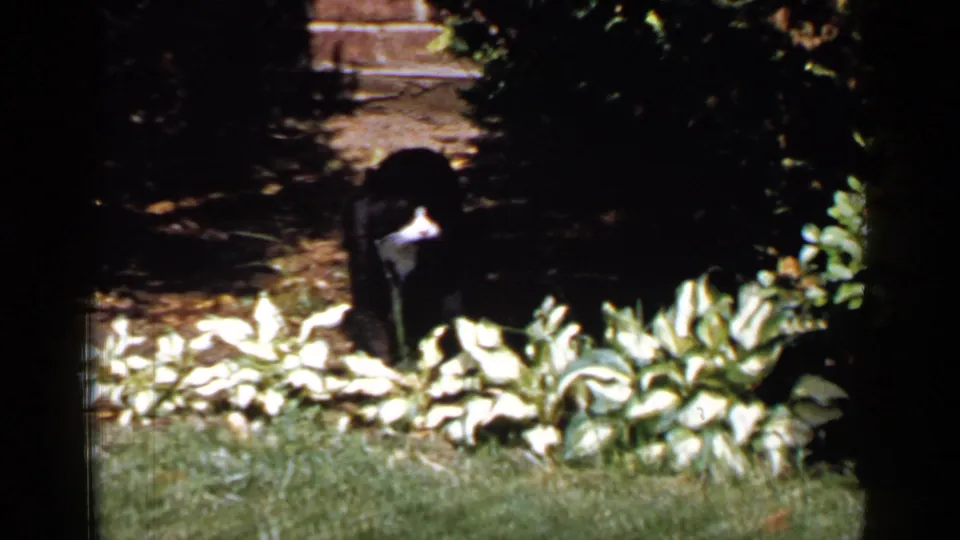 Black and white cat stands in shadow among hosta plants and lawn in 1965 Long Island home-movie footage.