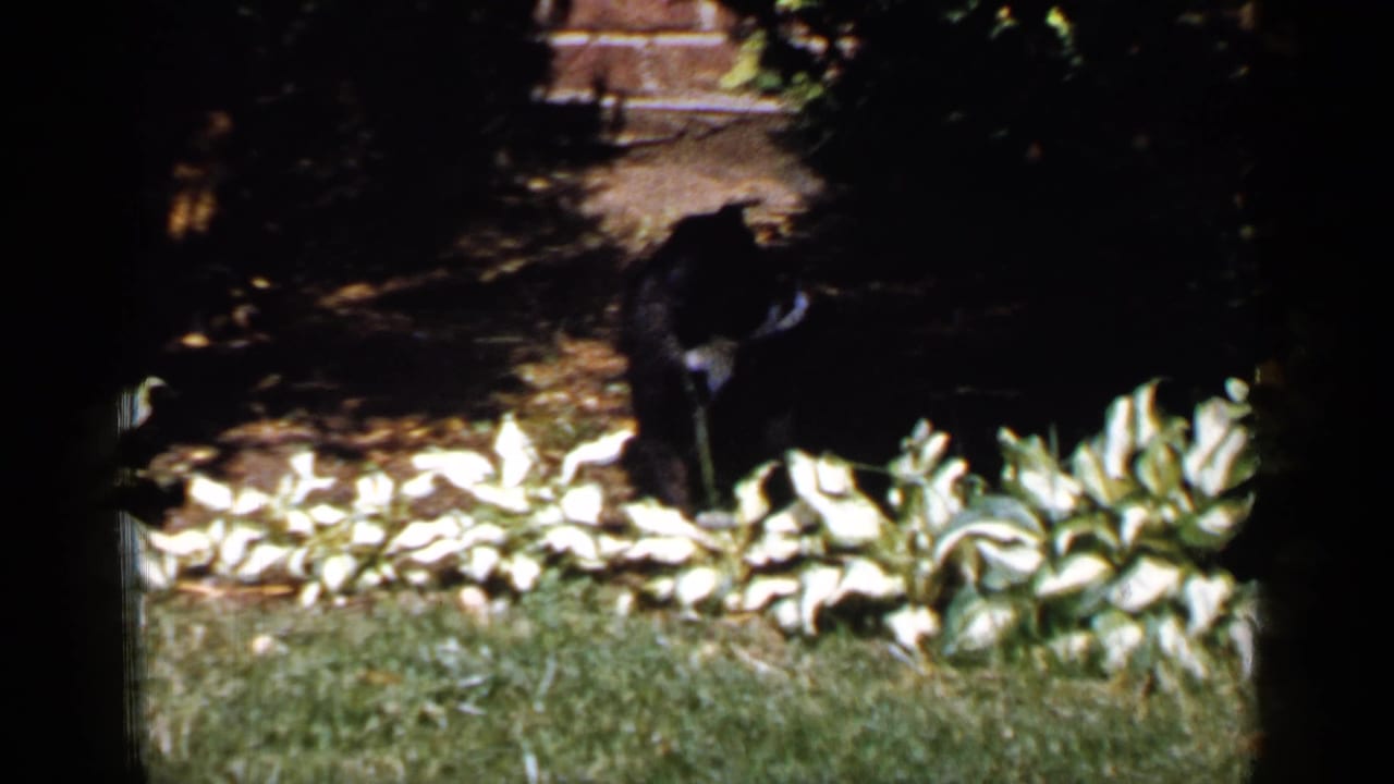 Black cat walking near pale garden plants and grass in dappled shade.