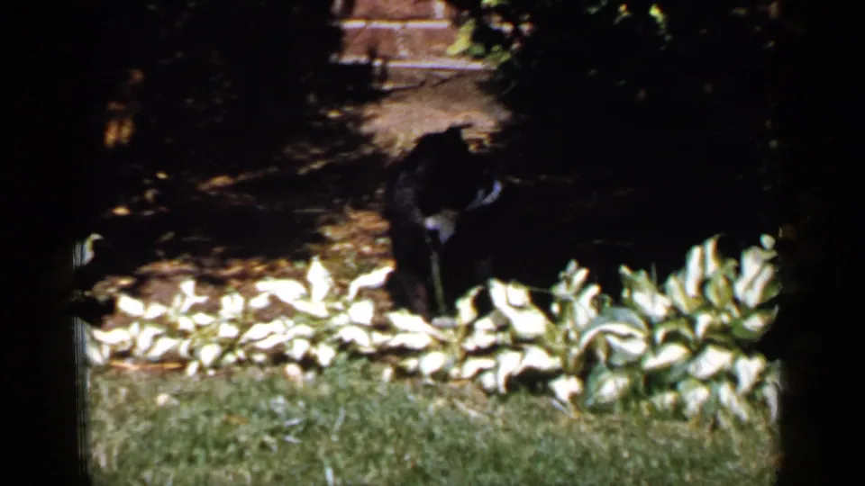 Black cat moves through a sun-dappled Long Island garden in 1965 8mm home-movie footage.