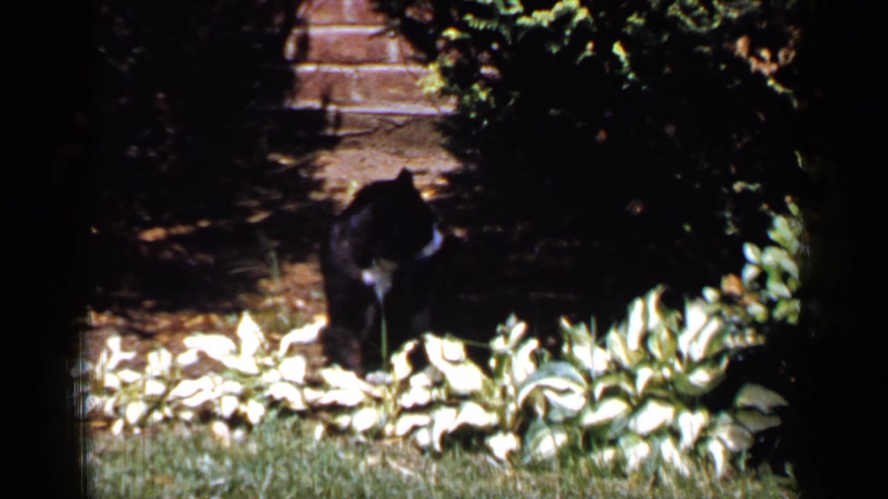 Black cat facing camera from behind low plants in a shaded yard.