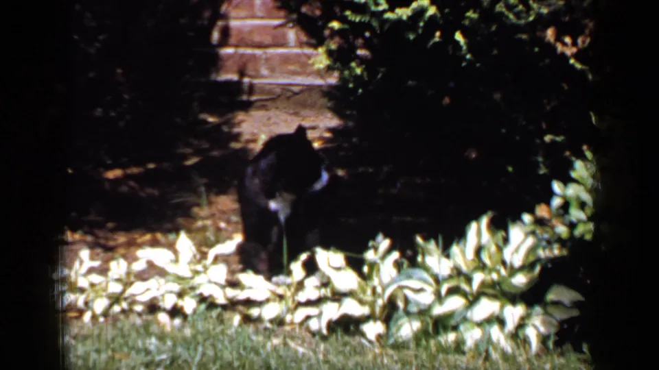 Black cat stands among low garden plants and lawn in a 1965 Long Island suburban yard.