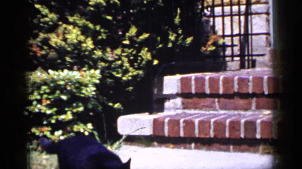 Black cat passes near brick steps and shrubs in a suburban Long Island home-movie frame from 1965.