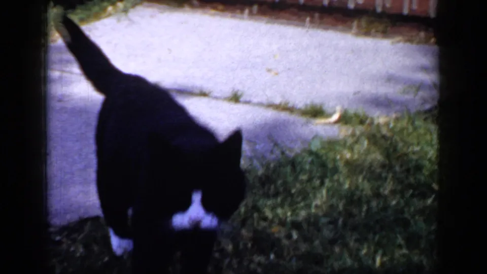 Black cat crosses from lawn toward a sidewalk in saturated 1965 8mm footage from Long Island.