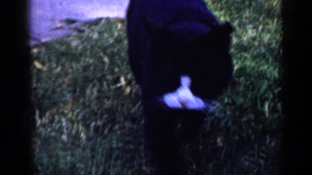 1965 Long Island 8mm frame showing a black-and-white cat from behind on grass near shrubs and a pale wall edge.