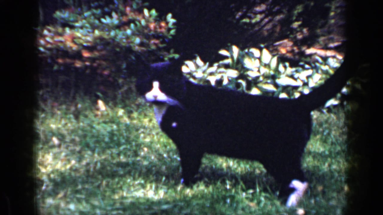 Black-and-white cat stands in profile beside a dark backyard planter.