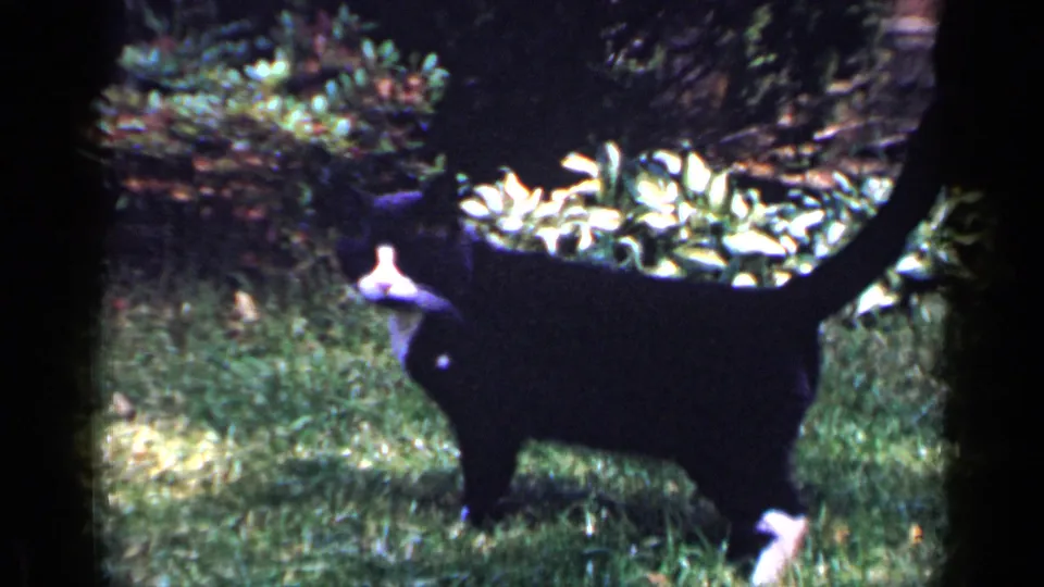 1965 Long Island 8mm frame showing the cat standing on a backyard lawn with shrubs and a dark planter in the background.