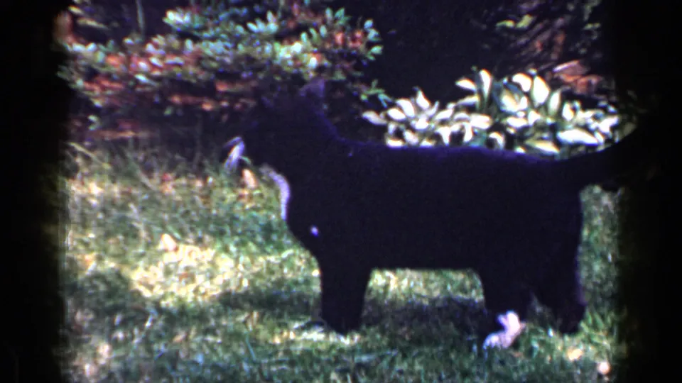 1965 Long Island 8mm frame of a black-and-white cat side-on in dappled sunlight, with shrubs and a planter behind it.