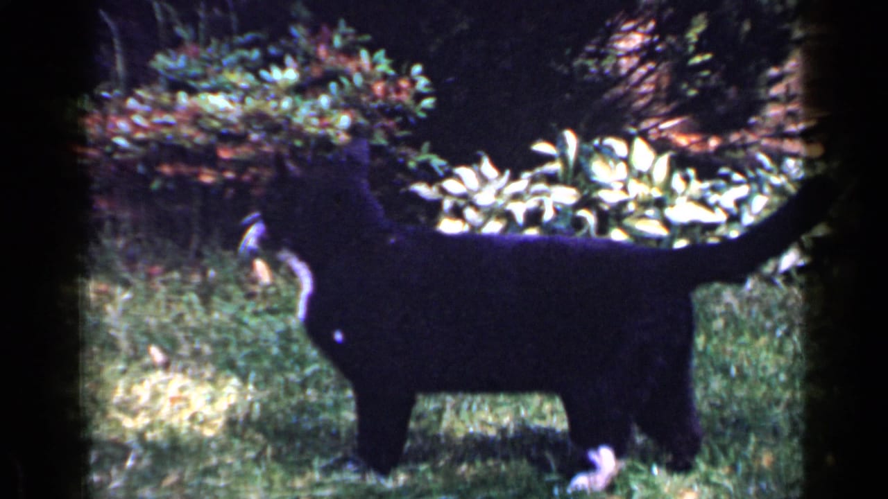 Black cat with white markings stands in grass beside leafy garden plants.
