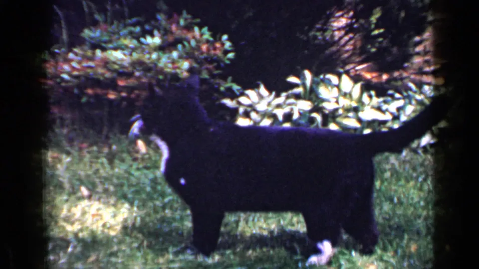 1965 Long Island 8mm frame of a black cat with white chest and paws standing alert in a sun-dappled backyard.