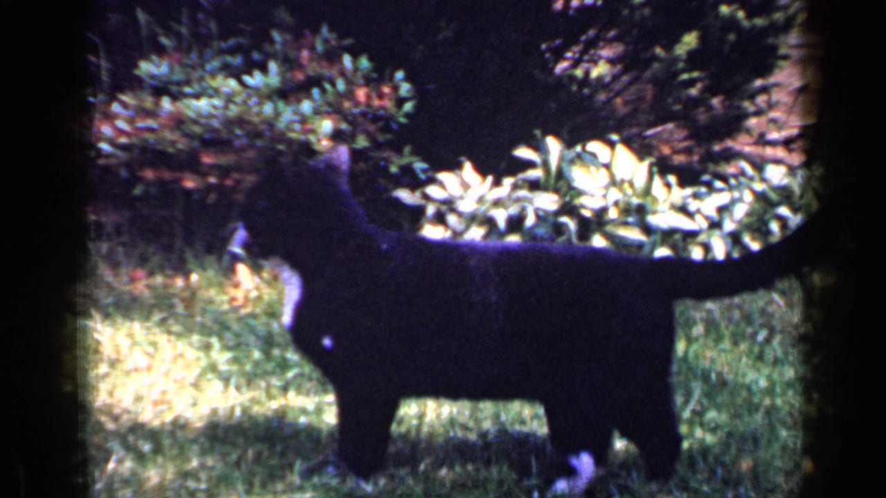 Black cat faces left in a grassy yard with shrubs behind it.