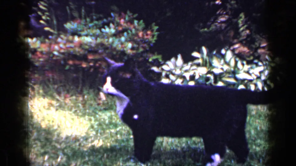 1965 Long Island 8mm frame of a black cat with white markings standing still in a backyard garden under uneven sunlight.