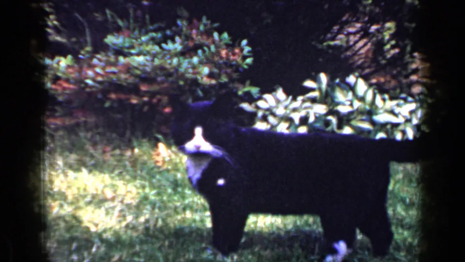 1965 Long Island home-movie frame with a black-and-white cat standing in grass near bright garden foliage and deep shadow.