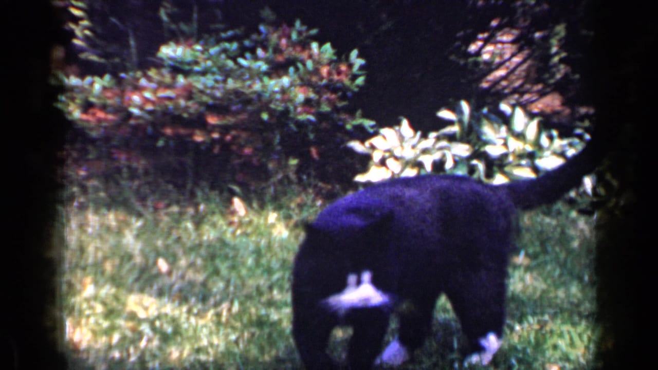 In a 1965 Long Island 8mm home-movie frame, a black-and-white cat walks across a sunlit grassy yard near low garden plants.