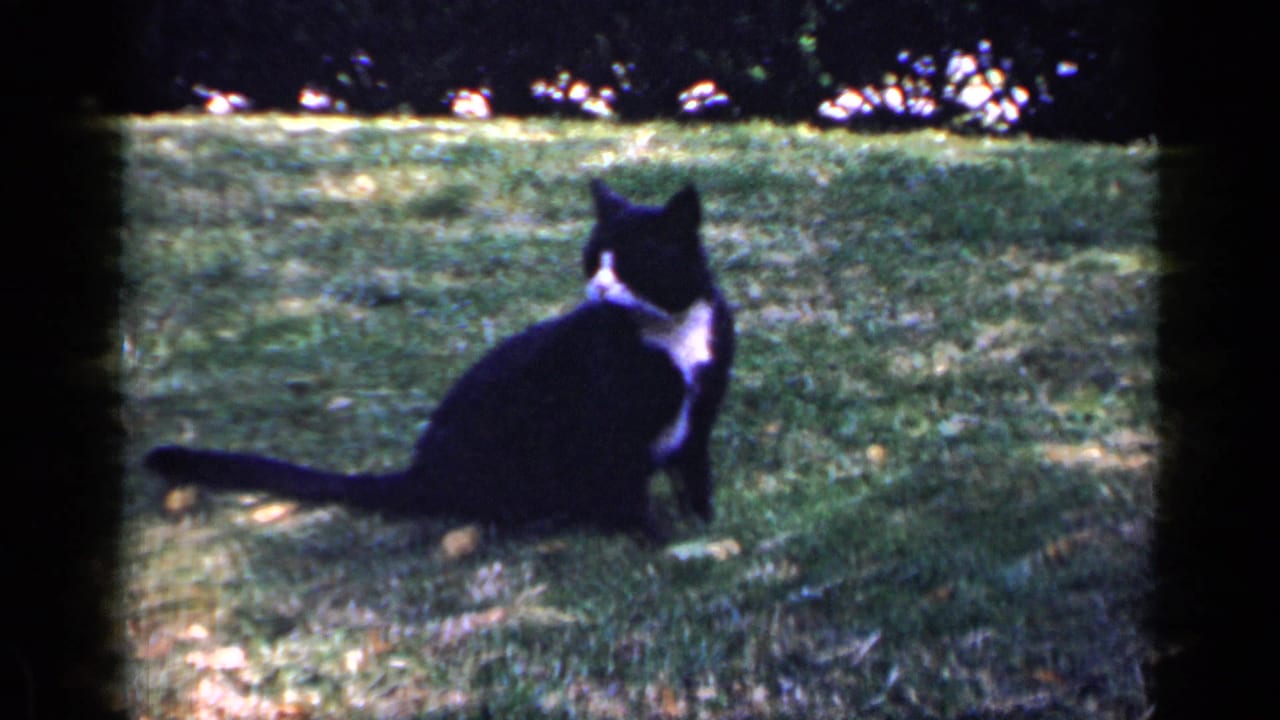 Black-and-white cat sitting on grass with tail stretched behind.