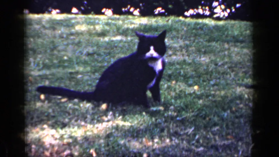 The cat sits in the grass with its white chest visible, looking toward the camera in the 1965 8mm yard scene.