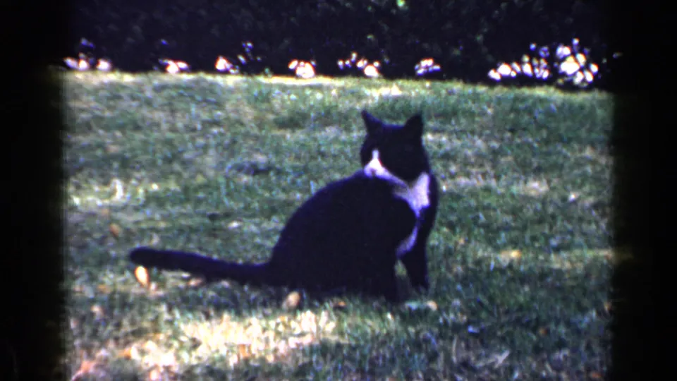 A black-and-white cat remains seated on the sun-dappled lawn, framed by soft 8mm color and grain.