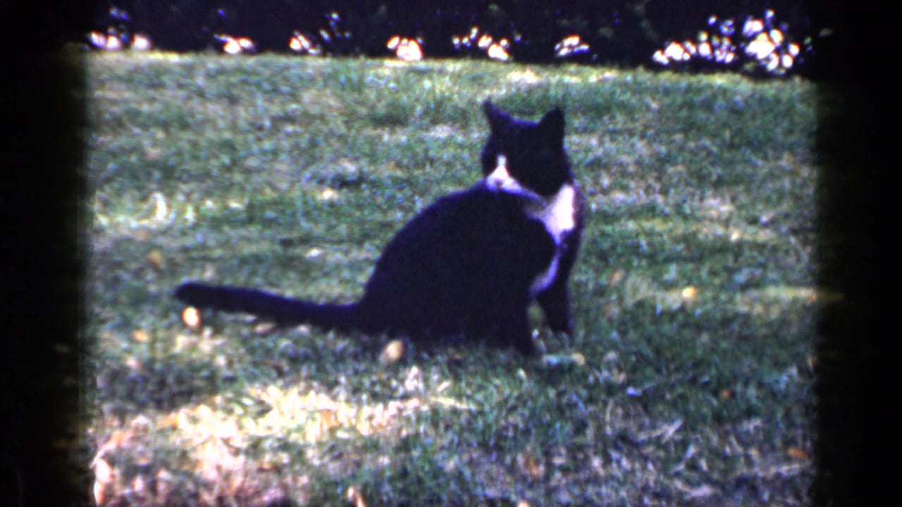 Black-and-white cat sitting on a grassy lawn in dappled sunlight.
