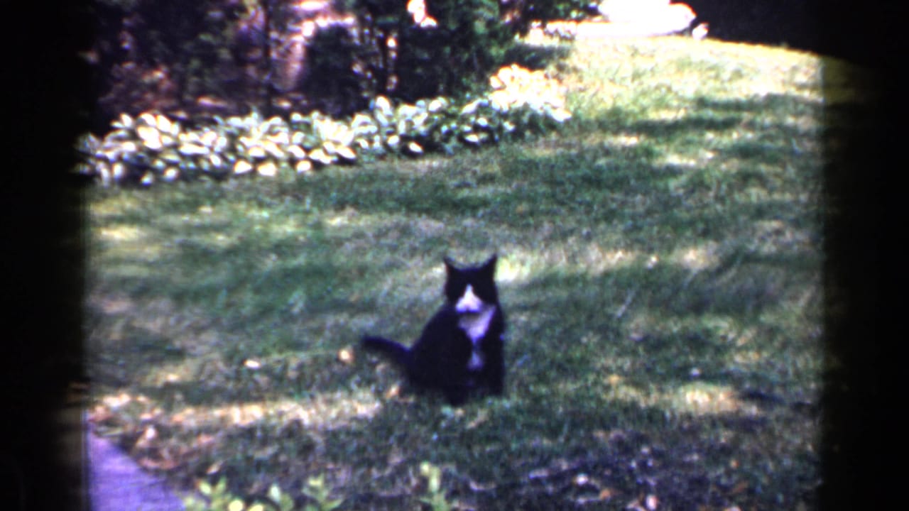 The cat rests farther back on the lawn, with shrubs and a planting border visible in the 1965 Long Island backyard scene.