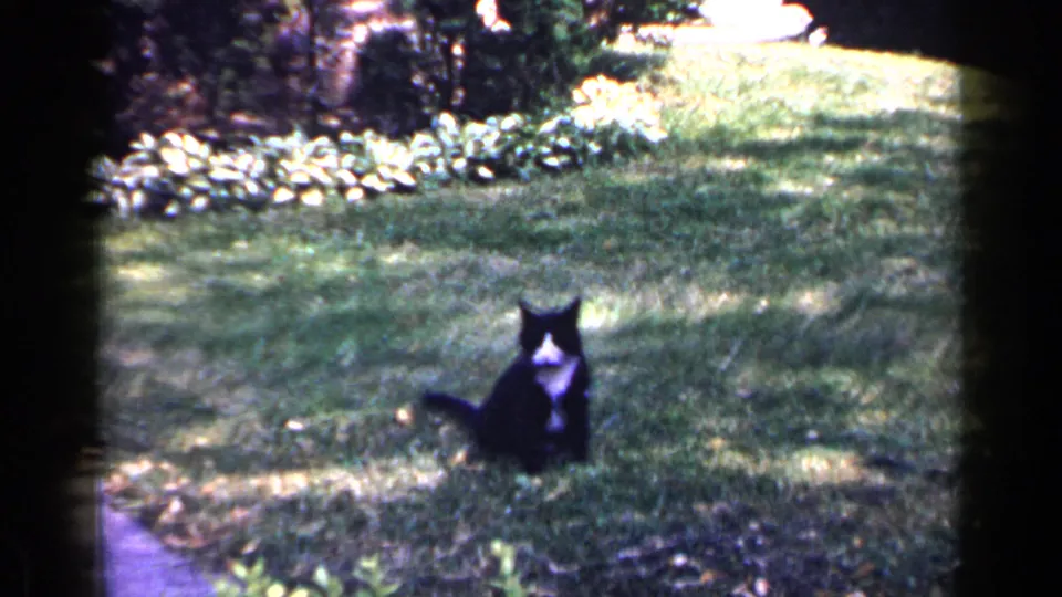 The cat rests farther back on the lawn, with shrubs and a planting border visible in the 1965 Long Island backyard scene.