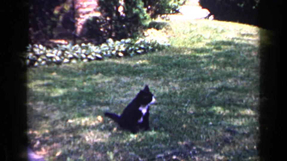 A tuxedo cat sits in profile on the grass, with leafy garden plantings behind it in archival Long Island home-movie footage.