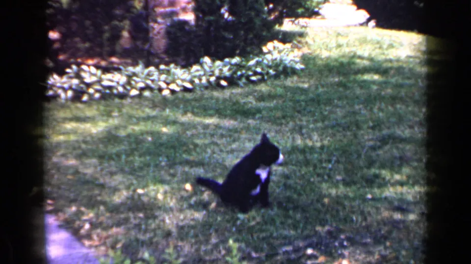 The tuxedo cat remains seated on the Long Island lawn, looking sideways as sunlight falls across the backyard grass.