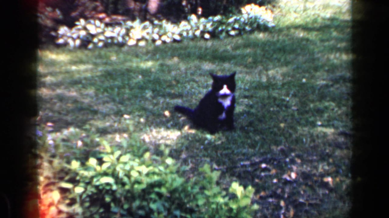 A black-and-white cat sits in a grassy Long Island yard, with garden plants and soft 8mm exposure visible around it.