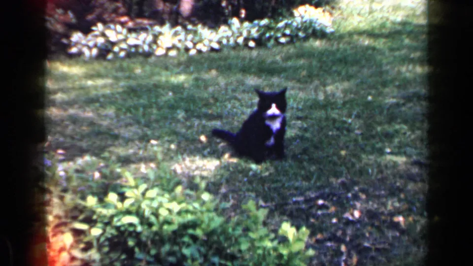 A black-and-white cat sits in a grassy Long Island yard, with garden plants and soft 8mm exposure visible around it.