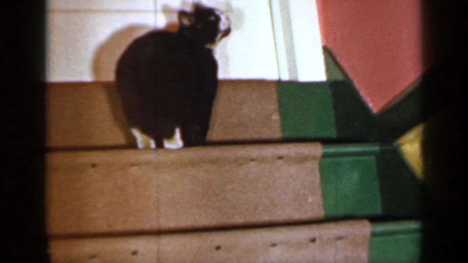 A black-and-white cat with white paws stands on an interior staircase, seen as a domestic cutaway within the Long Island home-movie clip.