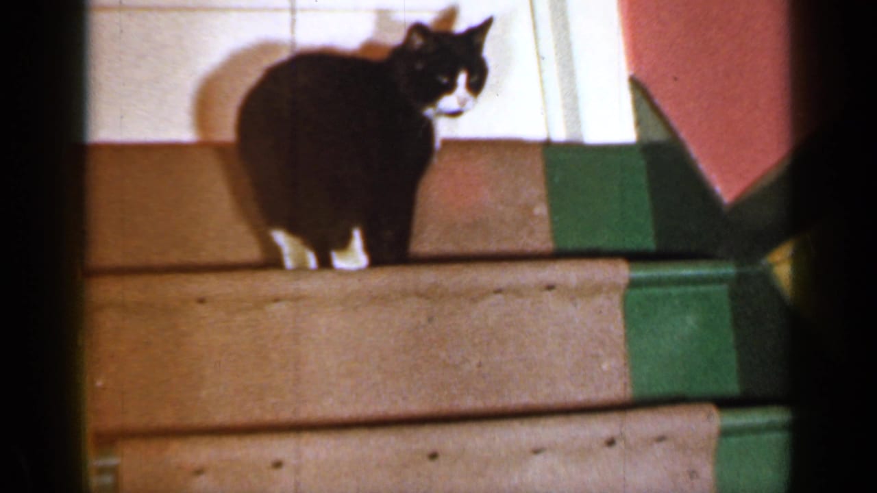 Black-and-white cat with white paws and chest stands on a carpeted stairway in 1965 Long Island home-movie footage.