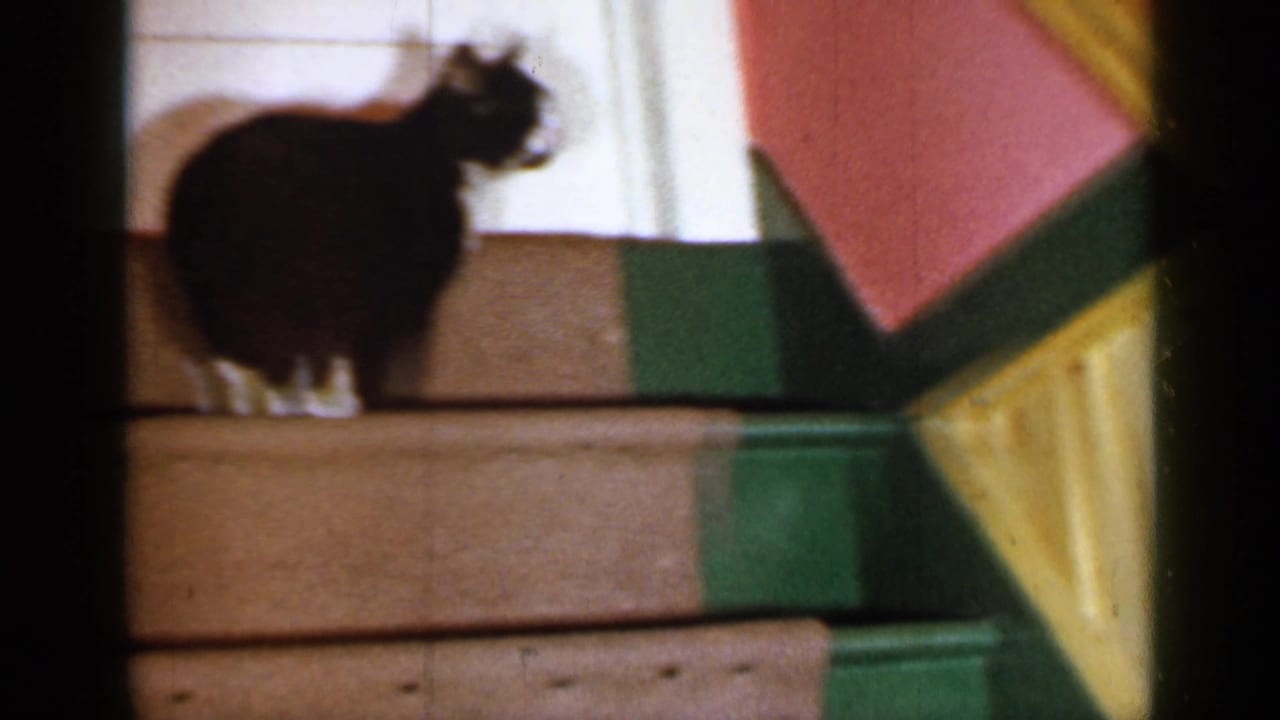 Cat on the stairs turns its head near a painted stair rail or trim.