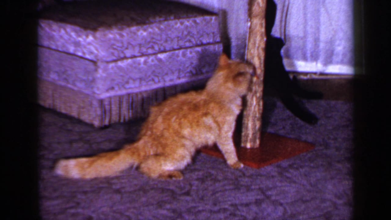 A ginger household cat plays near a scratching post on patterned carpet inside the same private home interior.