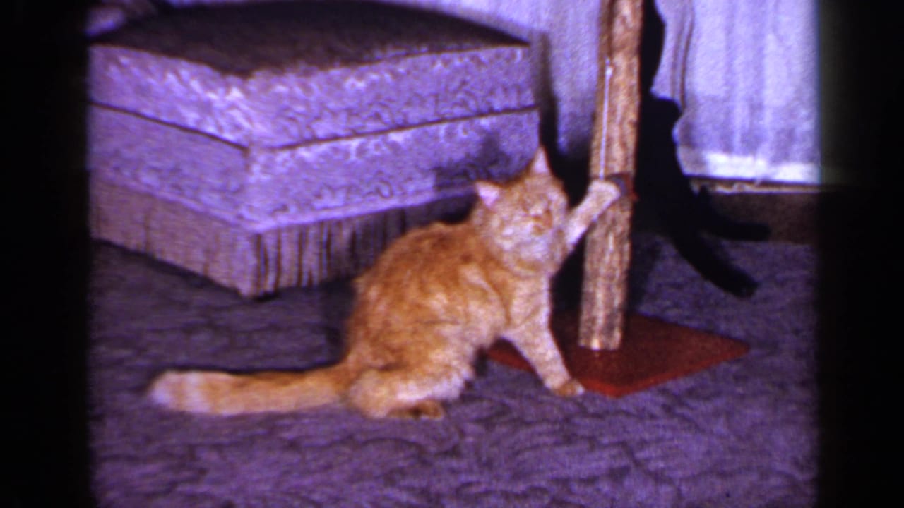 In 1965 Long Island home-movie footage, an orange tabby cat sits near a wooden scratching post beside a fringed ottoman.
