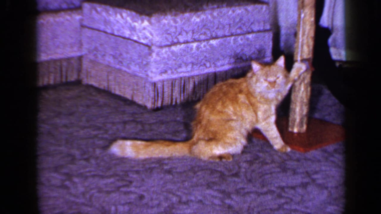 The orange tabby sits in profile near the wooden post, with a fringed ottoman and curtains visible behind it.