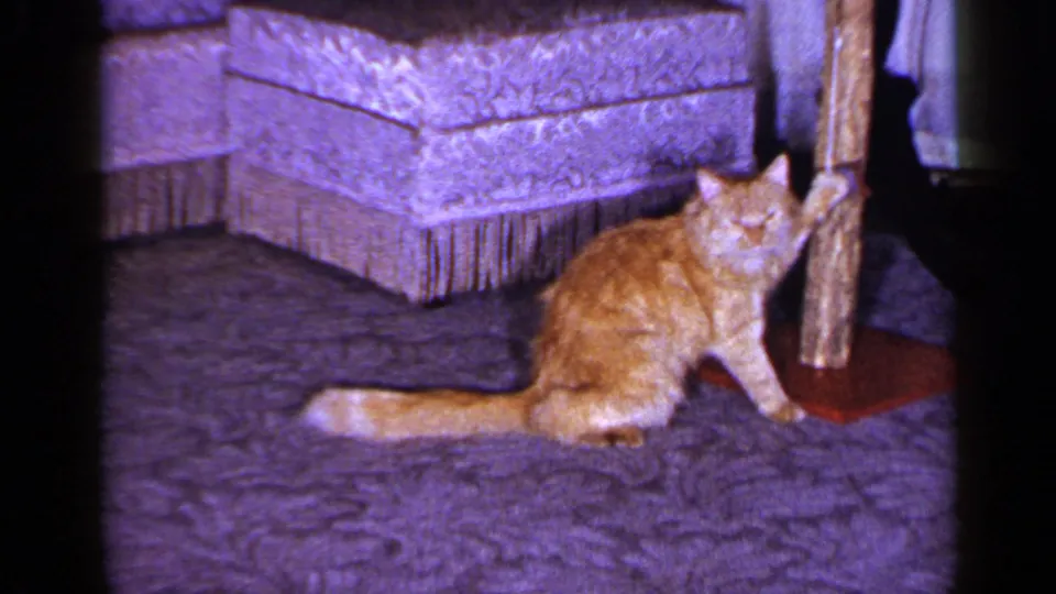 The orange tabby sits in profile near the wooden post, with a fringed ottoman and curtains visible behind it.