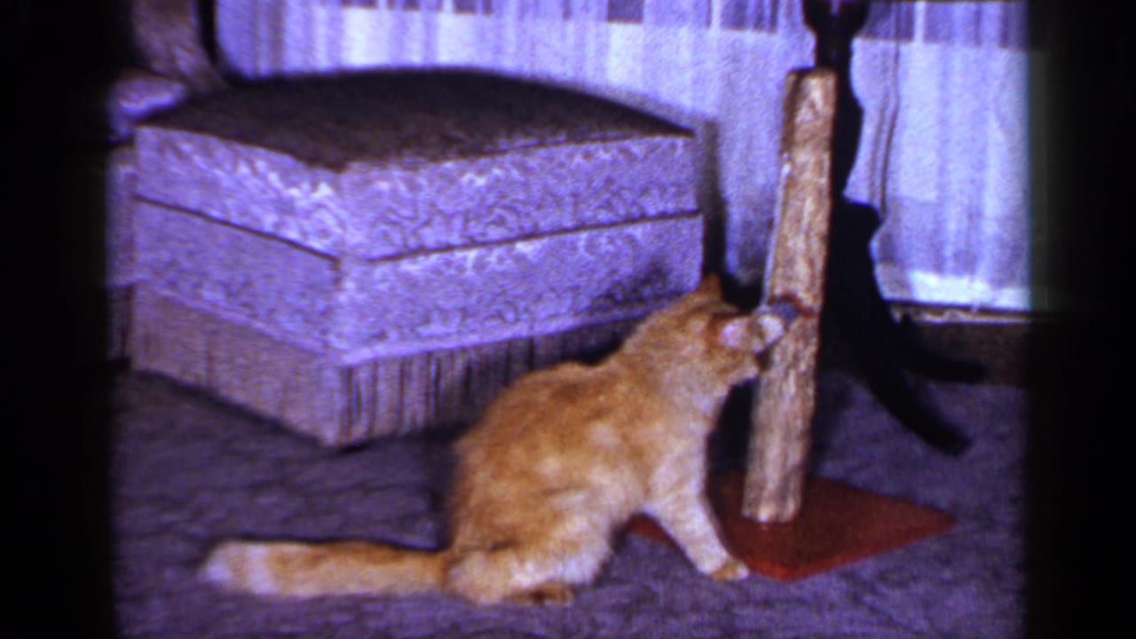 The cat lowers its head near the wooden scratching post in a softly focused 1960s indoor home-movie frame.