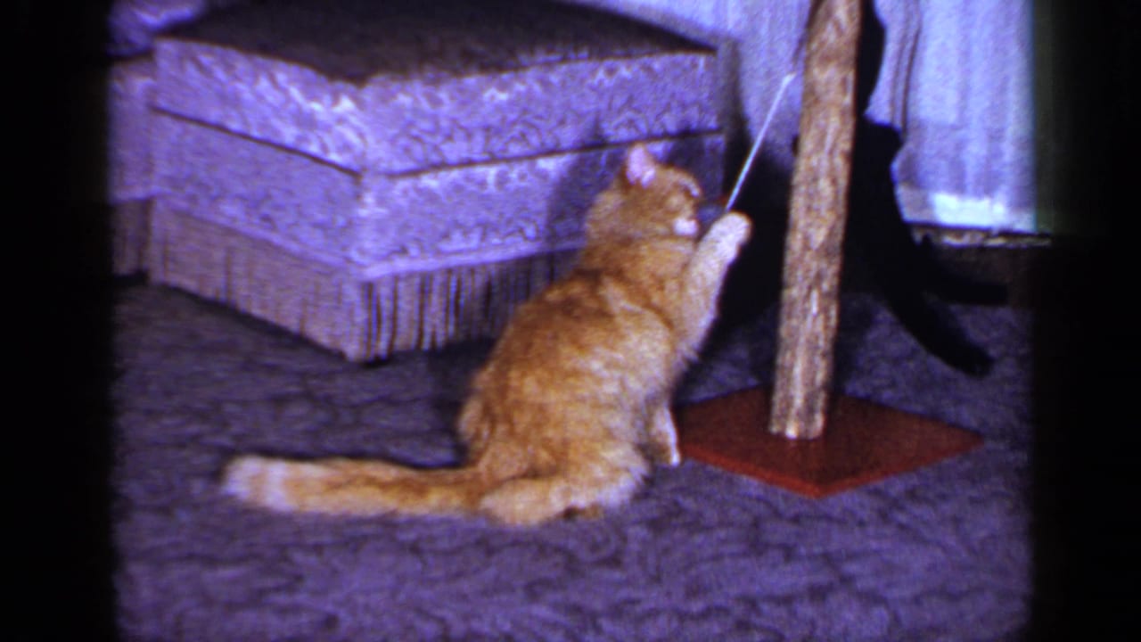 The orange tabby raises a paw toward a dangling string attached to the wooden scratching post in a Long Island home interior.