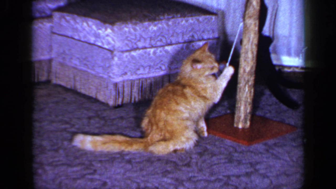 Orange tabby cat sits on purple carpet reaching toward a dangling string beside a scratching post.