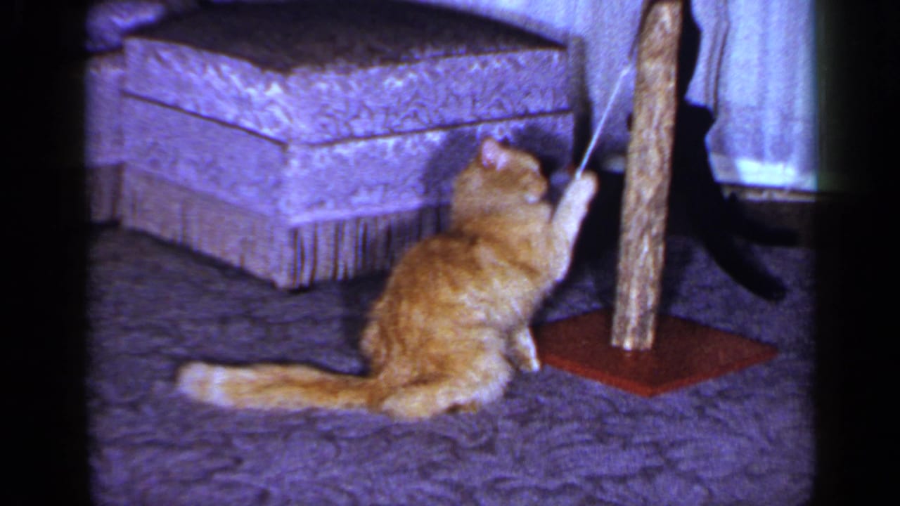 Orange tabby sits beside a scratching post and looks up at a dangling string toy.
